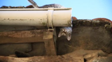 küçük kedi üzerinde çatı ve oluk korkmuş