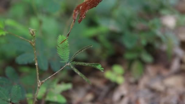Mimosa pudica blad sluiten bij het aanraken van met menselijke vinger — Stockvideo