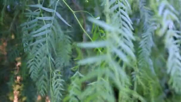 Weeping willow closeup and wind — Stock Video