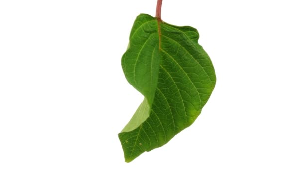 Closeup of Poinsettia pulcherrima leaf dying over white background — Stock Video