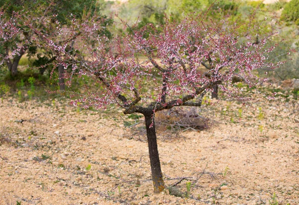 Mandorlo isolato — Foto Stock