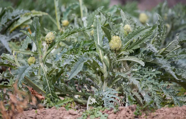 Planta de alcachofa — Foto de Stock