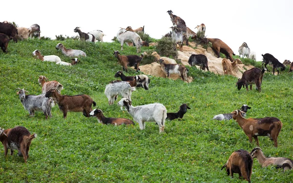 Manada de cabras — Foto de Stock