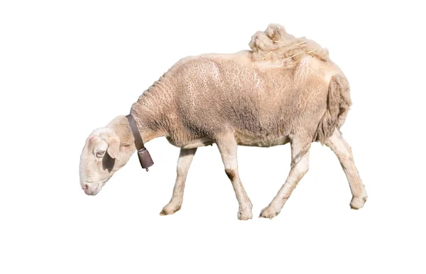白羊 — ストック写真