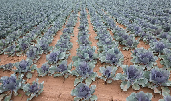 Plantación de col roja — Foto de Stock