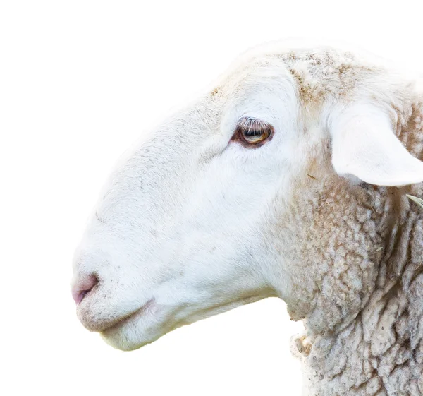 Schapen hoofd — Stockfoto