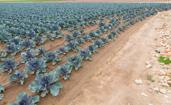 Plantación de col roja — Foto de Stock