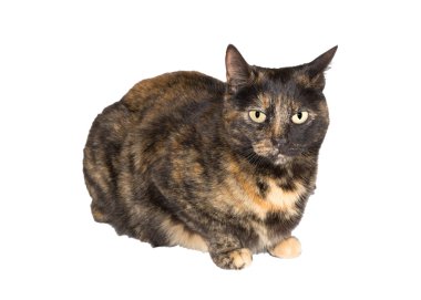 kaplumbağa kabuğu kedi