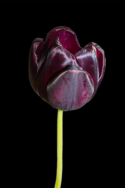 Tulipe noire — Photo