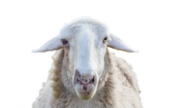 Sheep head — Stock Photo, Image
