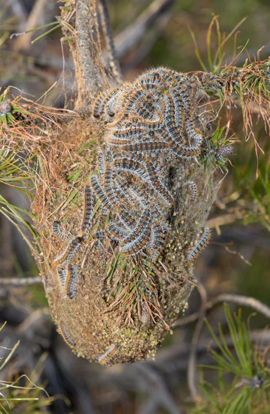 Processionary caterpillar — Stockfoto