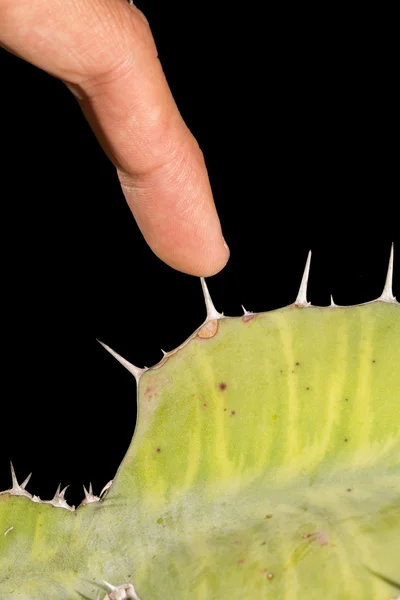 Kaktus och finger — Stockfoto