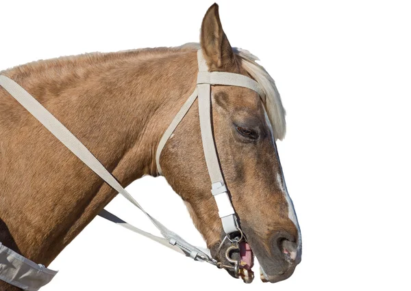 Cavallo bruno — Foto Stock