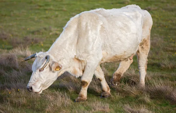 Witte koe — Stockfoto