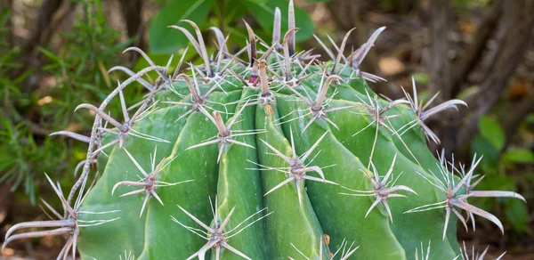 PERESKIA ACCULEATA — Stock Photo, Image