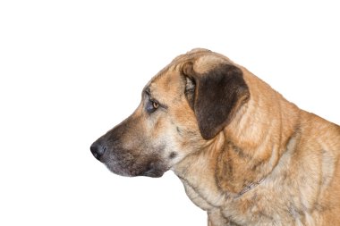 çoban köpeği