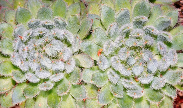 Echeveria elegans —  Fotos de Stock