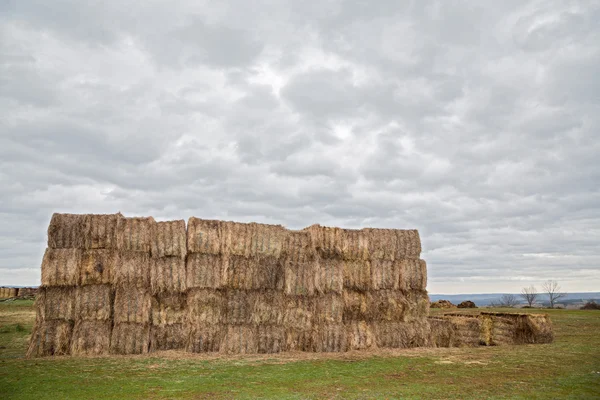 Wheat harvest — Stock Photo, Image