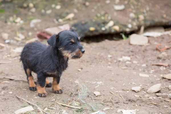 Küçük dachshund portre — Stok fotoğraf