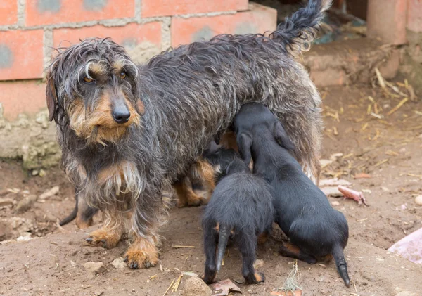 Dachshund çöp — Stok fotoğraf