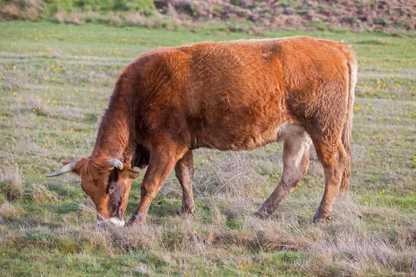 Kahverengi inek — Stok fotoğraf