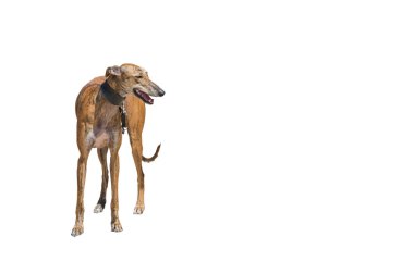 Greyhound portre