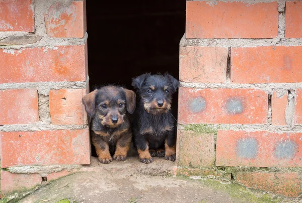 Dachshunds castanhos pequenos — Fotografia de Stock