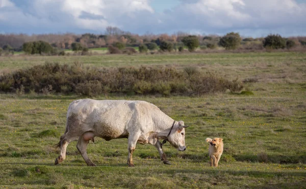Vache blanche et chien de berger — Photo