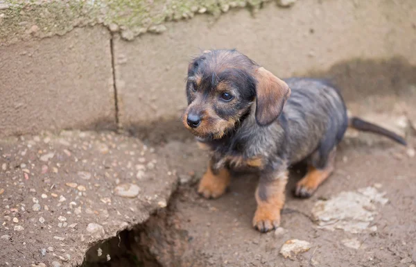 Kleine bruine teckel close-up — Stockfoto