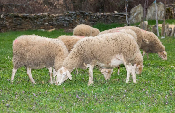 Kudde schapen — Stockfoto