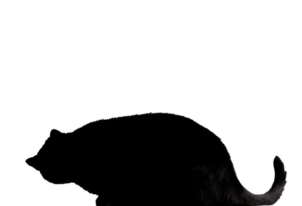 Black cat silhouette — Stock Photo, Image
