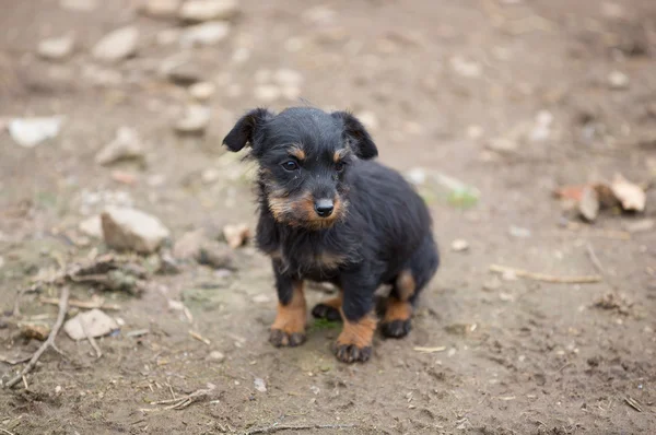 Küçük kahverengi dachshund portre — Stok fotoğraf