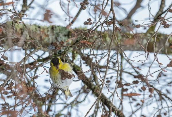 Carduelis spinus karmienia — Zdjęcie stockowe