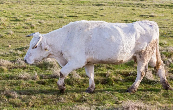 Witte koe — Stockfoto