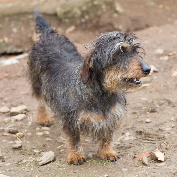 Dachshund portre — Stok fotoğraf