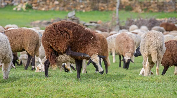 Sheep scratching — Stock Photo, Image