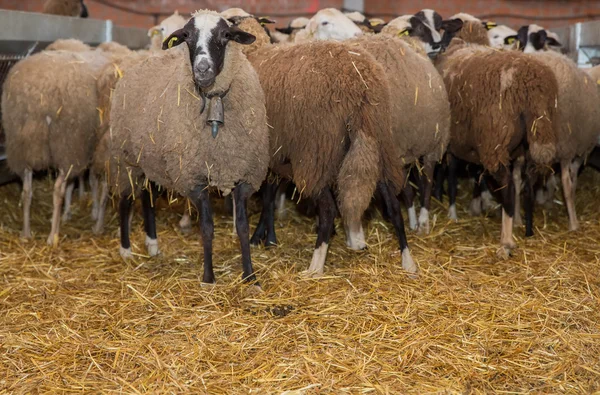 Kudde schapen — Stockfoto