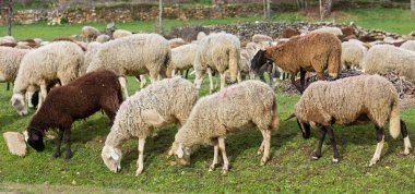 üst üste koyun sürüsü