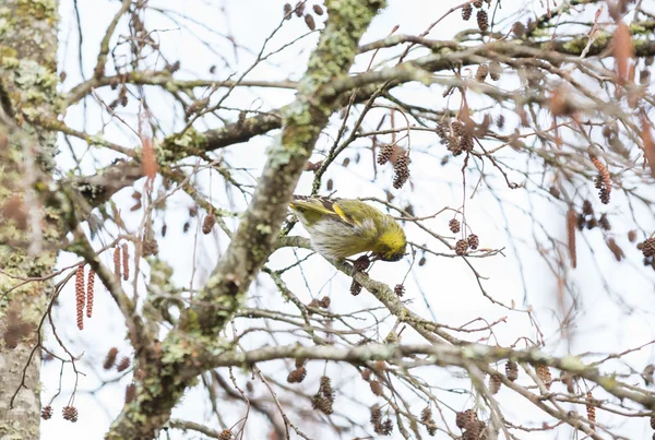 Carduelis spinus karmienia — Zdjęcie stockowe