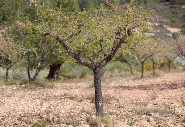 Geïsoleerde wachtelboom — Stockfoto