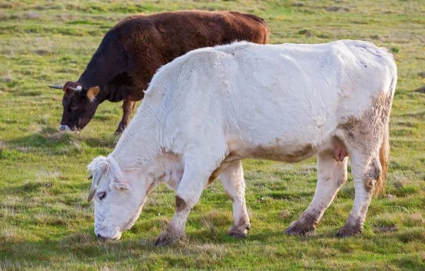 Witte koe — Stockfoto