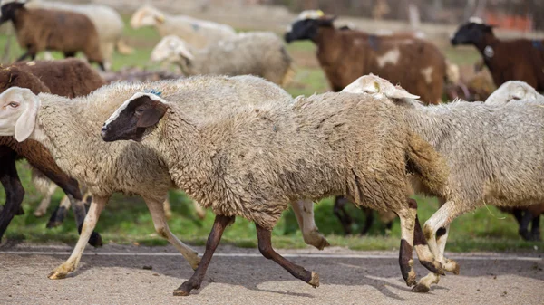 Koyun sürüsü — Stok fotoğraf