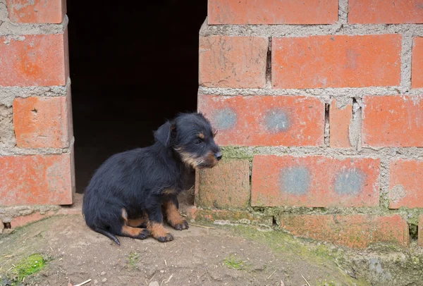 Pequeño salchicha marrón — Foto de Stock