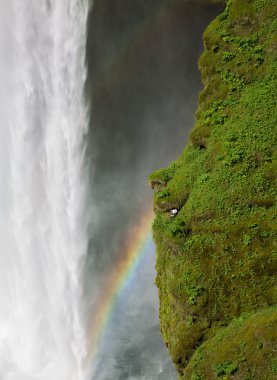 skogafoss Şelalesi ve martı yuva