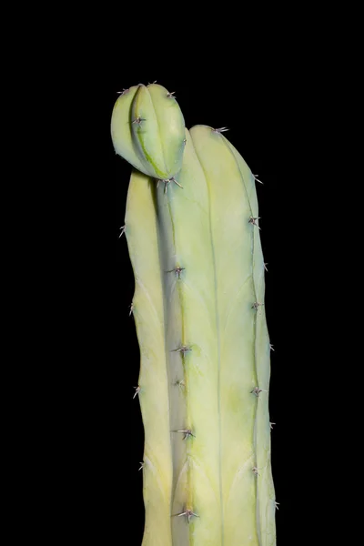 Cactus su nero — Foto Stock