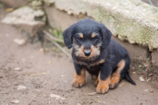 Küçük dachshund portre — Stok fotoğraf