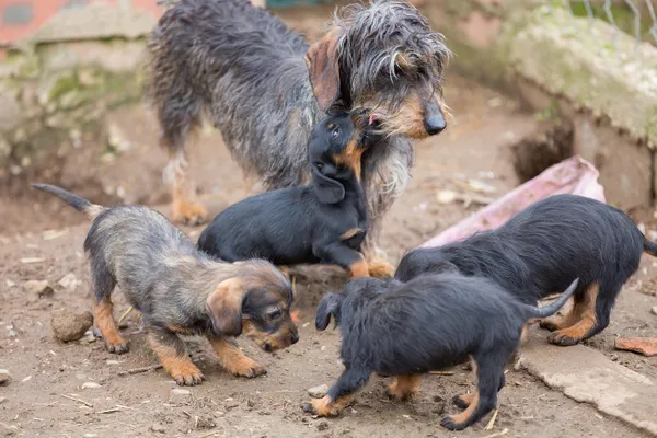 Ninhada de Dachshund — Fotografia de Stock