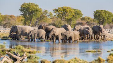 Etosha 'daki filler