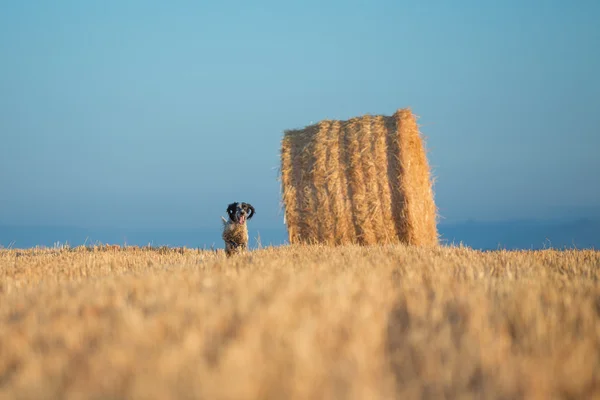 Setter berjalan dan — Stok Foto