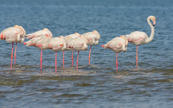 Flamingos over the water — Stock Photo, Image